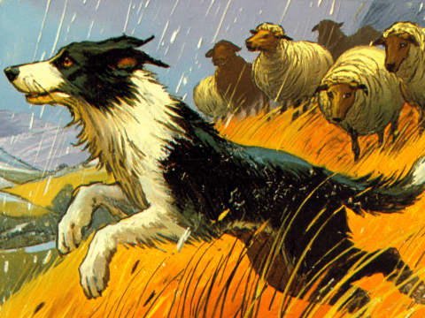Guardian of the Flock - A devoted Border Collie watches over sheep through driving rain in this dramatic pastoral scene.