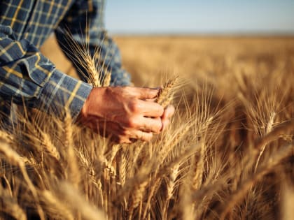 Рекордный экспорт зерна