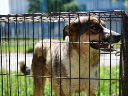 В Центральном округе Курска специалисты подрядной организации провели отлов бездомных животных