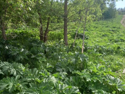 В Курске уничтожат более 10 га борщевика Сосновского