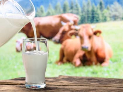 Курская область вошла в число лидеров по надоям молока