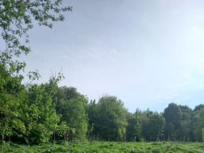 На территории города приступят к ликвидации борщевика Сосновского