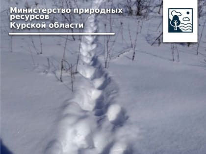 В Курской области начался учет охотничьих животных