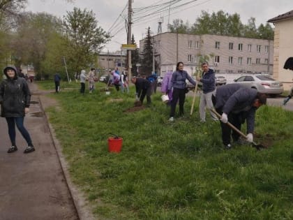 200 саженцев рябины и липы посадили в Сеймском округе Курска