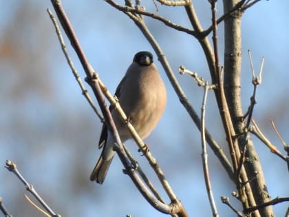 В Курской области 8 ноября обещают дождь, туман и до +12 градусов