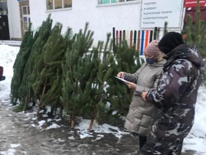 В Курске выявили 4 незаконные площадки торговли елками