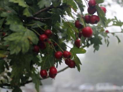 В воскресенье 18 сентября в Курской области ожидается град и сильный ветер