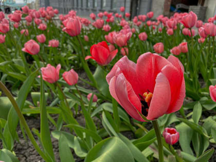 На улицах областного центра распустились 26 тысяч тюльпанов.