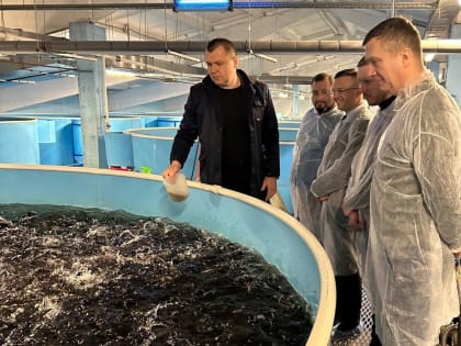 В Курской области планируют расширить производство форели
