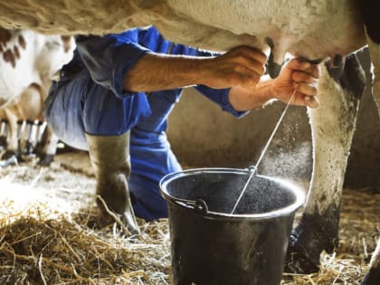 Курская область традиционно вошла в число лидеров по надоям молока