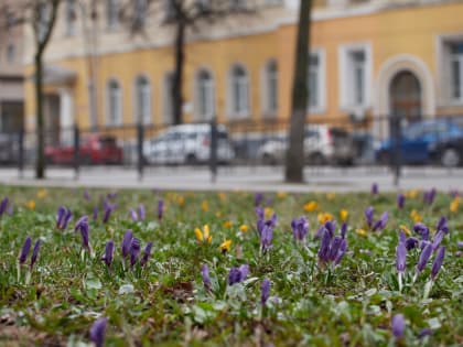 Курян до осени будут радовать 27 тысяч крокусов