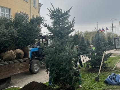 15 елей из Красного леса высадили в Курске на улице Карла Маркса