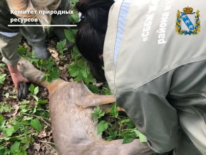 В Курской области спасли косулю