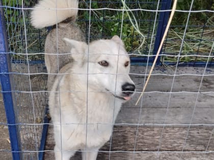 На Курской Коренской ярмарке организована выставка животных