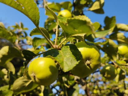 В Курске 30 июня ожидается +32 градусов