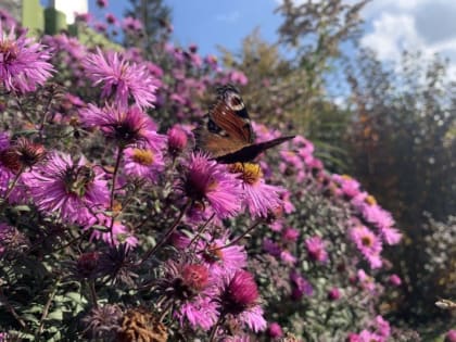 В Курской области 16 сентября ожидается до +23 градусов