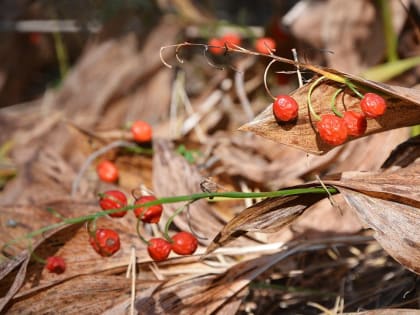В Курске 5 октября будет ветрено и до +20 градусов
