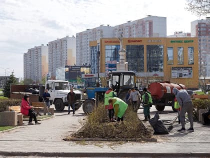 Проспект Клыкова в Курске украсят 139 роз флорибундов и 150 кизильников блестящих