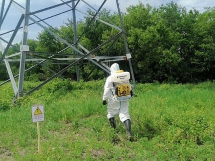 В Курске идет обработка от борщевика