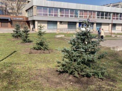 115 елей из Красного леса высаживают в парках и скверах Курска