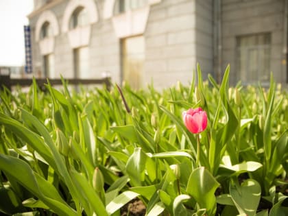 На улице Ленина в Курске распускаются тюльпаны