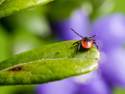 Как защититься от укусов клещей и как действовать, если вас укусили?