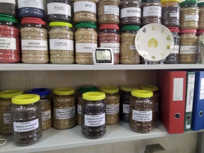 В Курской области соберут 950 тысяч гектаров зерновых культур