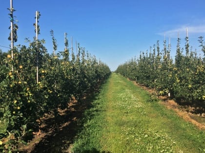 Курским аграриям компенсируют урон от майских заморозков