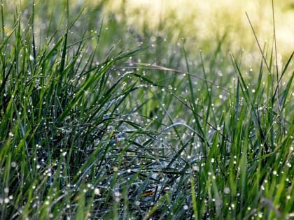 В Курске вечером 12 июня будет пасмурно