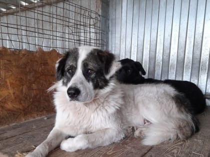 С 1 января 2023 года полномочия по отлову собак переданы в администрации округов областного центра.