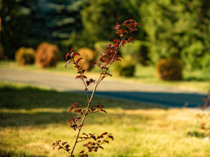 В Курске зеленые насаждения, которые не прижились, заменят по гарантии