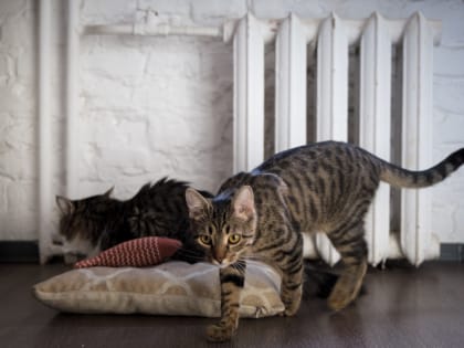 Глава Курска обсудил важные вопросы на оперативном совещании