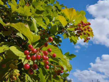 В ночь с 7 на 8 июля в Курске ожидается 17 градусов тепла