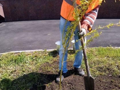 В городе активно ведутся работы по озеленению