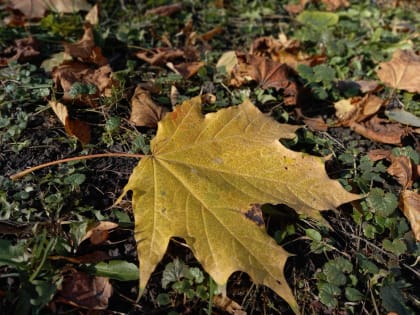 6 ноября в Курской области прогнозируют до +15°С и дождь