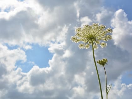 19 июля в Курске температура составит +20 градусов