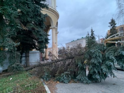 В центре Курска ветер с корнем вырвал голубую ель