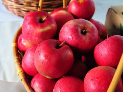 В Курской области приступили к разработке бизнес-планов на конкурс «Агростартап» 2024