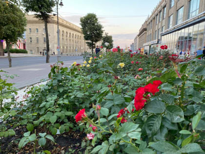 Курян пригласили пройти опрос об озелении областного центра