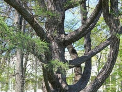 Марьинская лиственница из Курской области участвует в конкурсе «Российское дерево года – 2023»