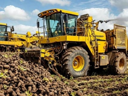 Завершение уборки сахарной свеклы в Курской области