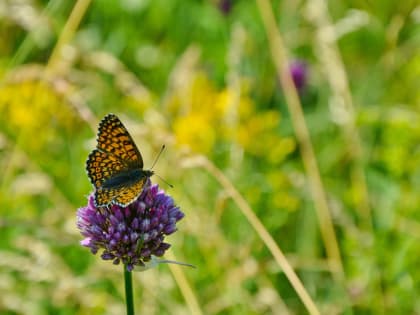 22 июня в Курске будет 25 градусов
