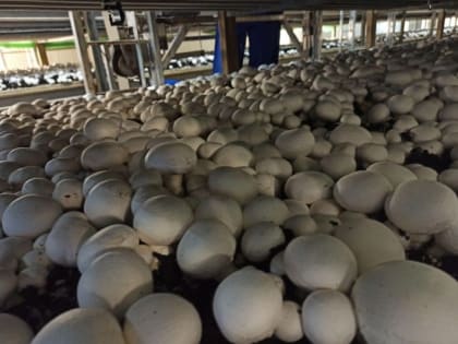 Курская область увеличила объёмы экспорта шампиньонов