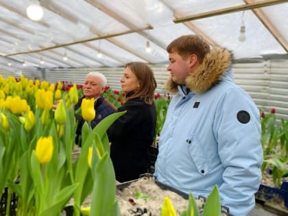 Курские предприниматели вырастили к 8 Марта 35 тысяч тюльпанов