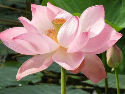 В Курске зацвели лотосы в посёлке Маршала Жукова