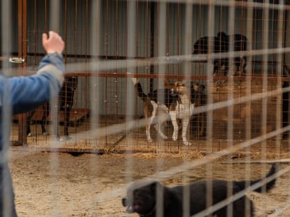В Железнодорожном округе Курска за 10 дней отловлены 34 бездомные собаки