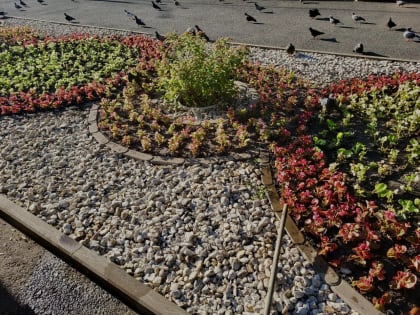 Курские цветы из-за жары поливают рано утром и вечером