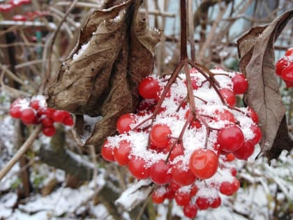 В Курской области ожидается мокрый снег с дождем