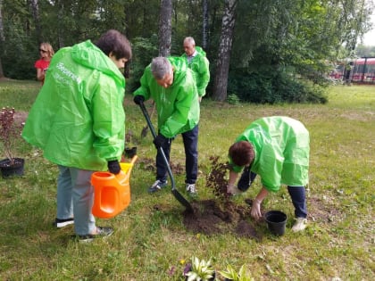 В курском парке «Боева дача» высадили кустарники