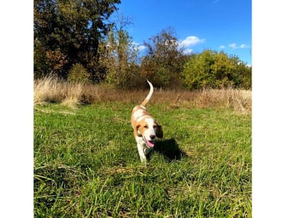 В ЖД округе Курска отловили 75 безхозяйных собак, из них – 29 возвращены на улицу